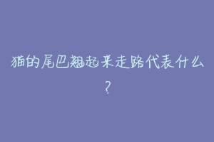 猫的尾巴翘起来走路代表什么?-动物百科