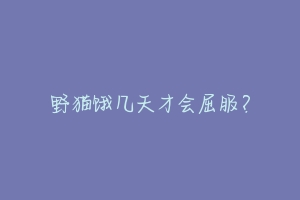 野猫饿几天才会屈服?-动物百科
