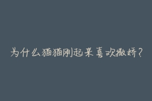 为什么猫猫刚起来喜欢撒娇?-动物百科