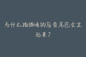 为什么拍猫咪的后背尾巴会立起来?-动物百科