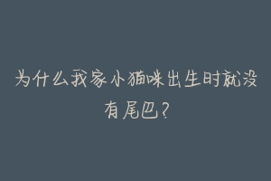 为什么我家小猫咪出生时就没有尾巴?-动物百科