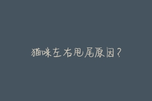 猫咪左右甩尾原因?-动物百科