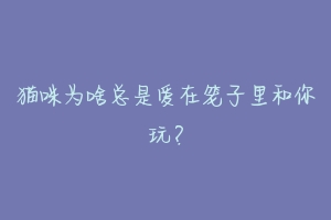 猫咪为啥总是爱在笼子里和你玩?-动物百科