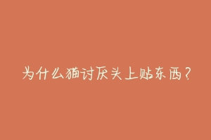 为什么猫讨厌头上贴东西?-动物百科