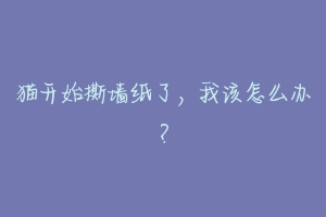 猫开始撕墙纸了,我该怎么办?-动物百科