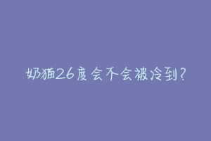 奶猫26度会不会被冷到?-动物百科