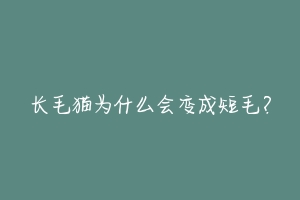 长毛猫为什么会变成短毛?-动物百科