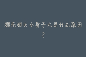 狸花猫头小身子大是什么原因?-动物百科