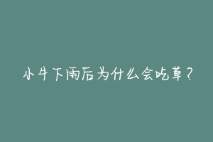 小牛下雨后为什么会吃草?-动物百科