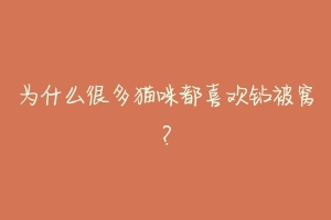 为什么很多猫咪都喜欢钻被窝?-动物百科