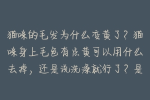 猫咪的毛发为什么变黄了?猫咪身上毛色有点黄可以用什么去掉,还是说洗澡就行了?是不是弄脏啦?-动物百科