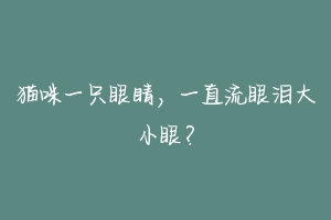 猫咪一只眼睛,一直流眼泪大小眼?-动物百科