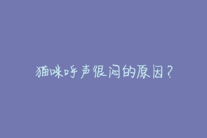 猫咪呼声很闷的原因?-动物百科