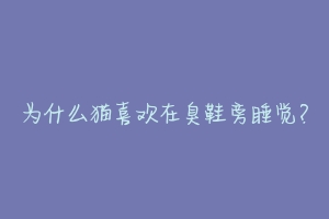 为什么猫喜欢在臭鞋旁睡觉?-动物百科