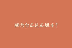 猫为什么这么胆小?-动物百科