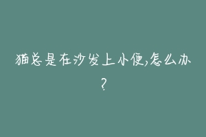 猫总是在沙发上小便,怎么办?-动物百科