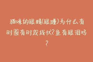 猫咪的眼睛(眼瞳)为什么有时圆有时成线状?鱼有眼泪吗?-动物百科