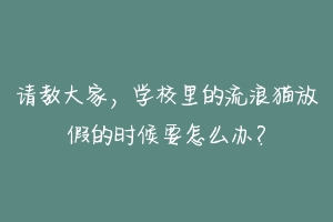 请教大家,学校里的流浪猫放假的时候要怎么办?-动物百科