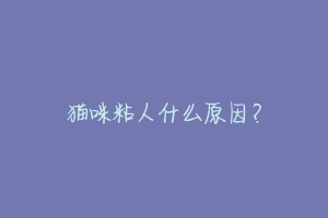 猫咪粘人什么原因?-动物百科