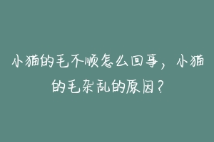 小猫的毛不顺怎么回事,小猫的毛杂乱的原因?-动物百科