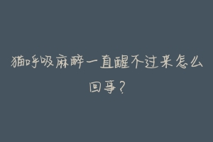 猫呼吸麻醉一直醒不过来怎么回事?-动物百科