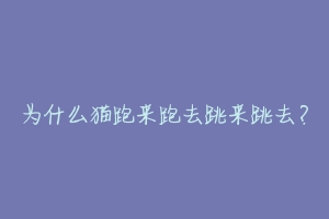 为什么猫跑来跑去跳来跳去?-动物百科