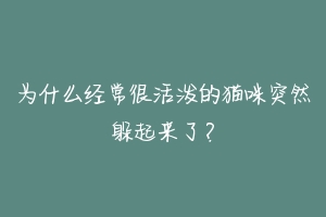 为什么经常很活泼的猫咪突然躲起来了?-动物百科