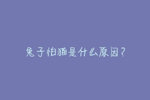 兔子怕猫是什么原因?-动物百科