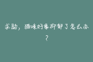 求助,猫咪好象抑郁了怎么办?-动物百科