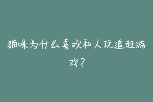 猫咪为什么喜欢和人玩追赶游戏？-动物百科