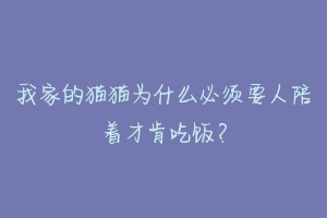 我家的猫猫为什么必须要人陪着才肯吃饭?-动物百科