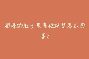 猫咪的肚子里有硬块是怎么回事？-动物百科