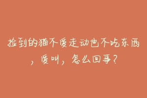 捡到的猫不爱走动也不吃东西，爱叫，怎么回事？-动物百科