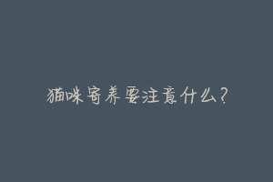 猫咪寄养要注意什么？-动物百科