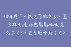 猫咪摔了一跤之后脑袋就一直耷拉着,走路也晃晃扭扭,是怎么了?不会是脖子断了吧?-动物百科