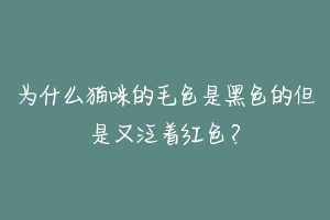 为什么猫咪的毛色是黑色的但是又泛着红色?-动物百科