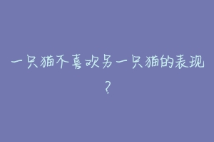 一只猫不喜欢另一只猫的表现?-动物百科