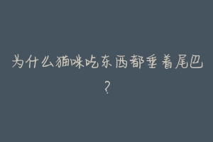 为什么猫咪吃东西都垂着尾巴?-动物百科