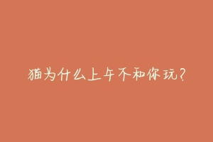 猫为什么上午不和你玩?-动物百科