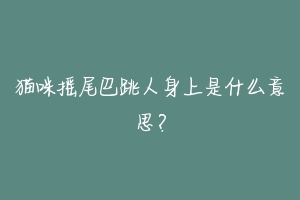 猫咪摇尾巴跳人身上是什么意思?-动物百科