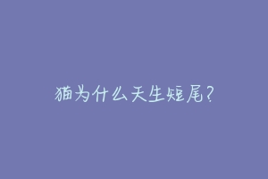 猫为什么天生短尾？-动物百科