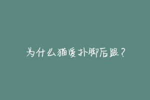 为什么猫爱扑脚后跟?-动物百科