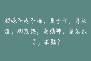 猫咪不吃不喝，鼻子干，耳朵凉，脚底热，没精神，是怎么了，求助？-动物百科