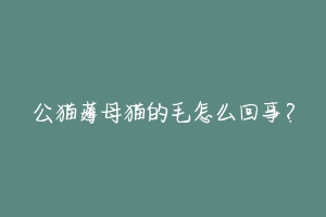 公猫薅母猫的毛怎么回事？-动物百科