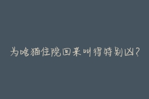 为啥猫住院回来叫得特别凶？-动物百科