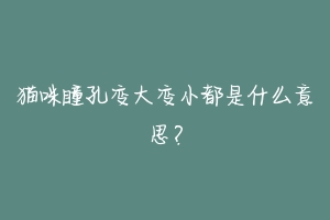 猫咪瞳孔变大变小都是什么意思？-动物百科