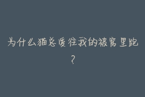 为什么猫总爱往我的被窝里跑？-动物百科