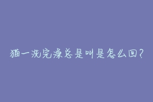 猫一洗完澡总是叫是怎么回？-动物百科