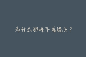 为什么猫咪不看镜头？-动物百科