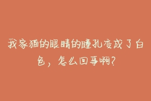 我家猫的眼睛的瞳孔变成了白色,怎么回事啊?-动物百科